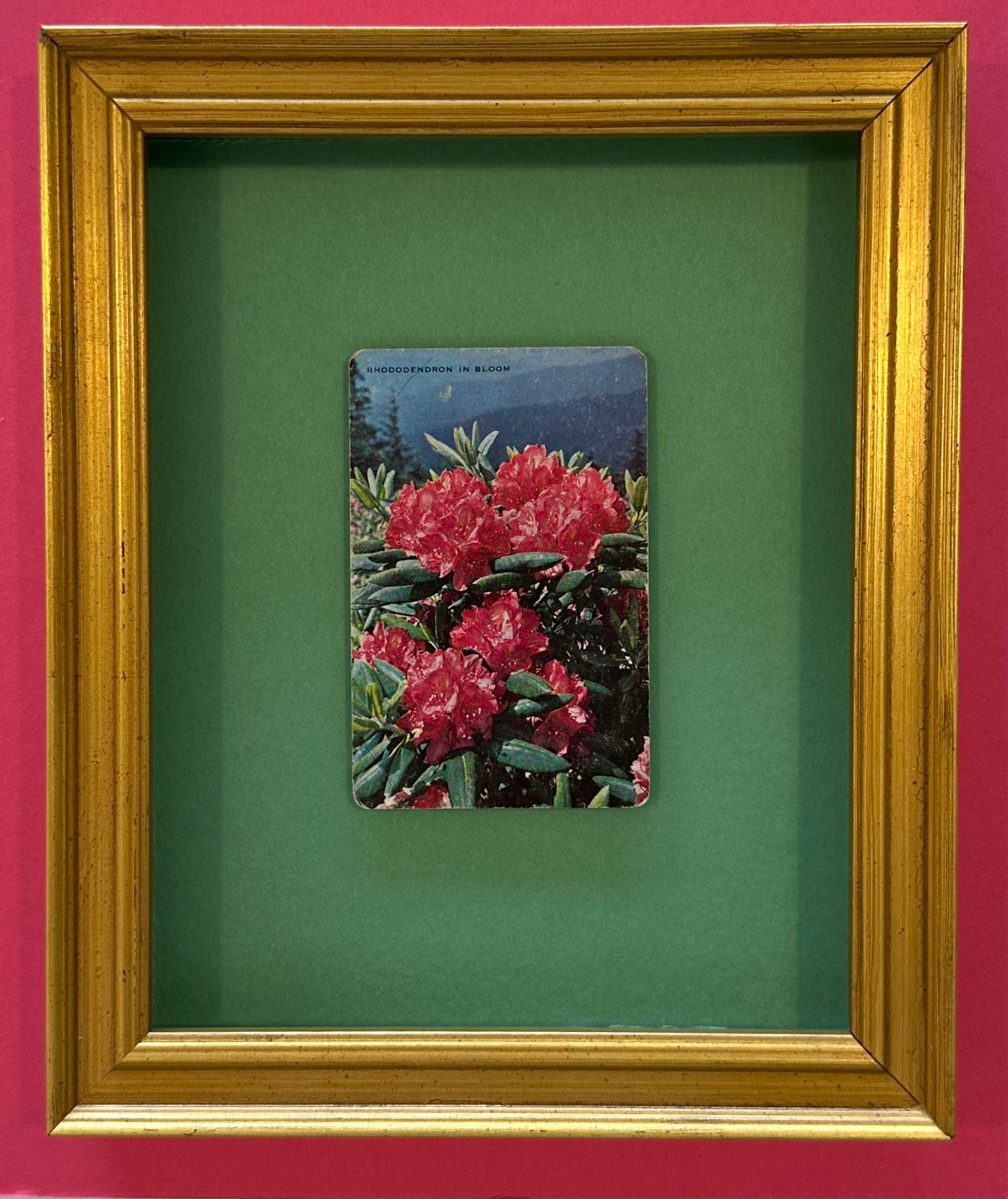 Rhododendron in Bloom