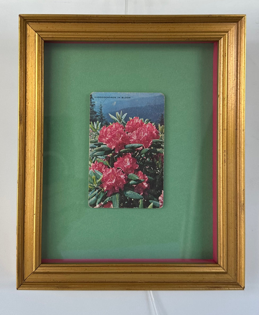 Rhododendron in Bloom