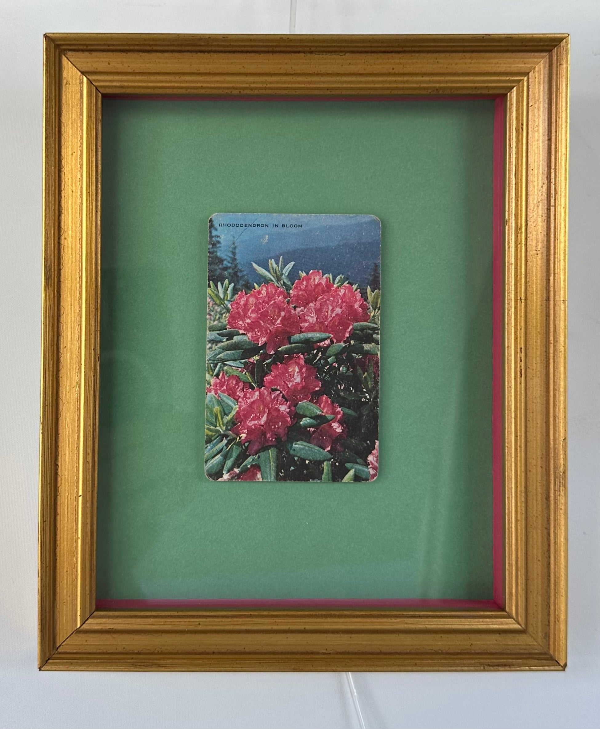 Rhododendron in Bloom