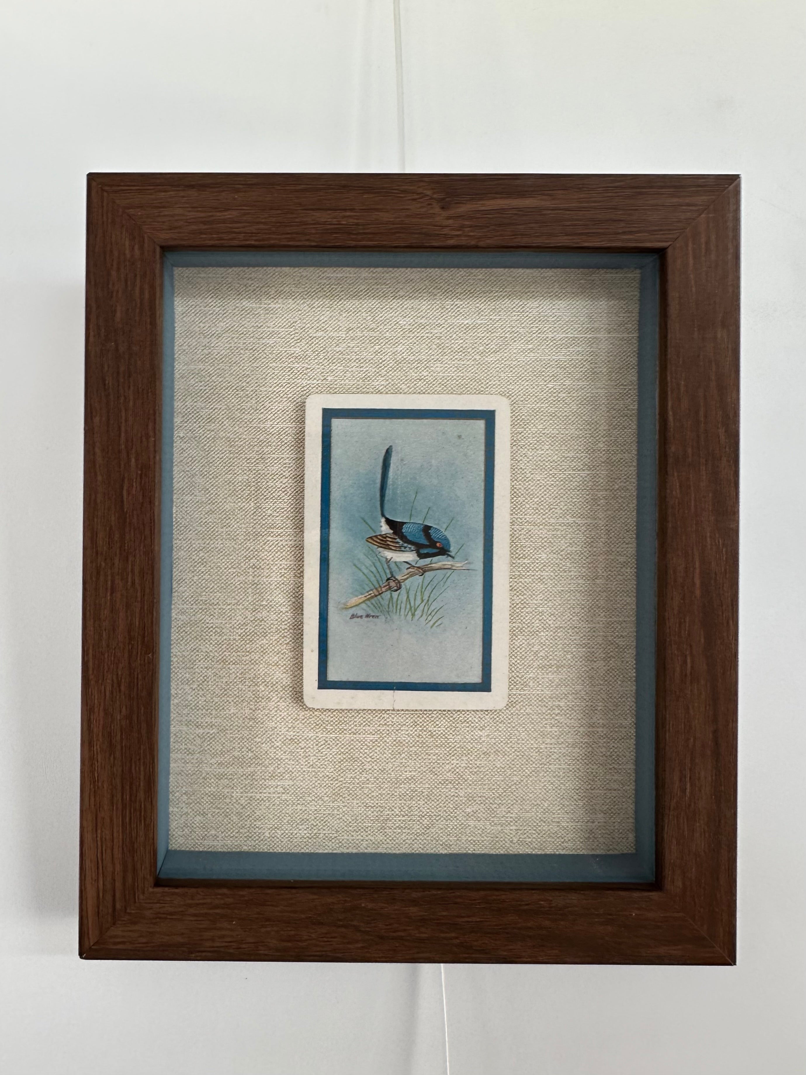 Superb Blue Wren (Malurus cyaneus) swap card