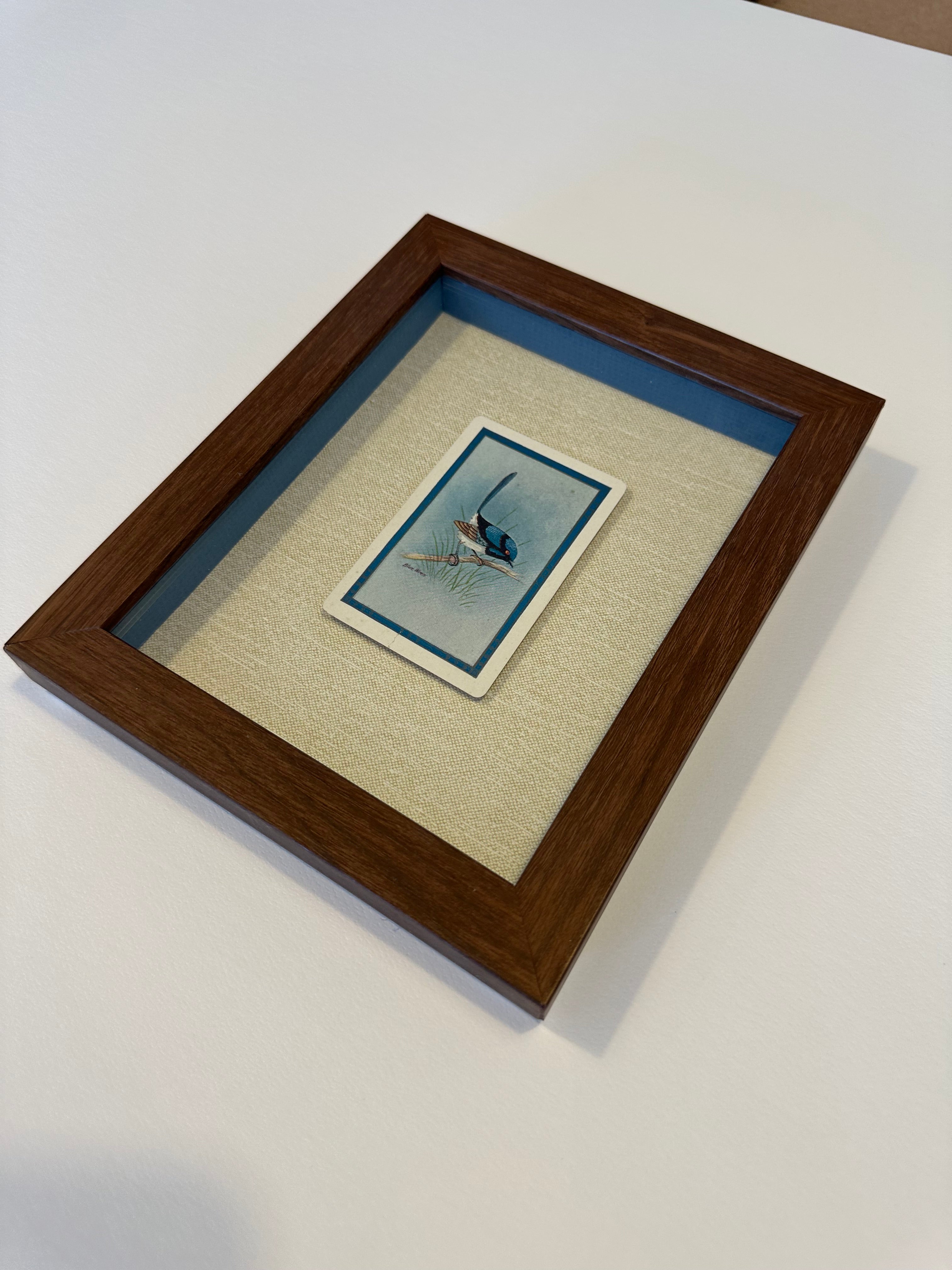 Superb Blue Wren (Malurus cyaneus) swap card