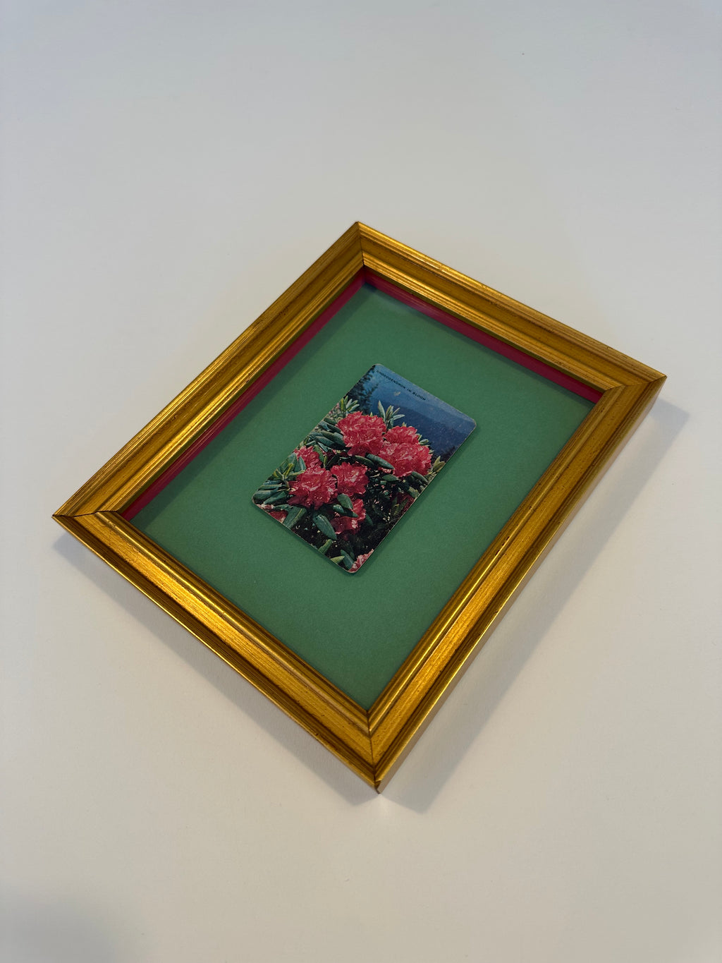 Rhododendron in Bloom